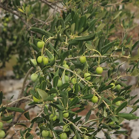 Secluded Fisherman's Cove Ladjin - Landjin, Pasman - 8500 Casa vacanze Tkon